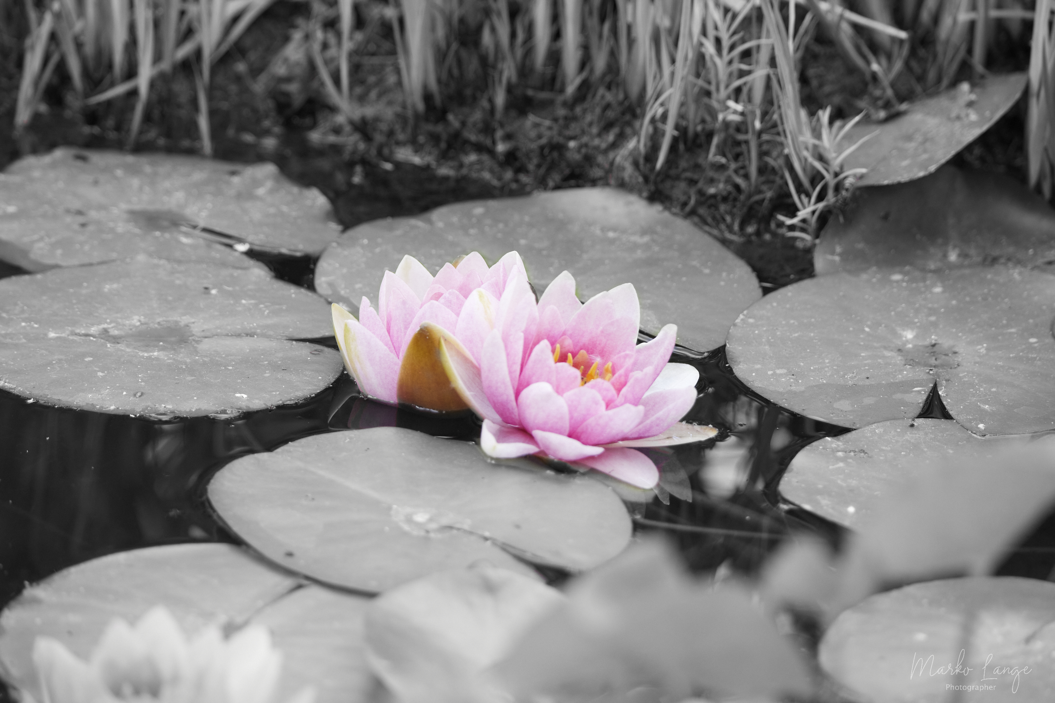 Seerose