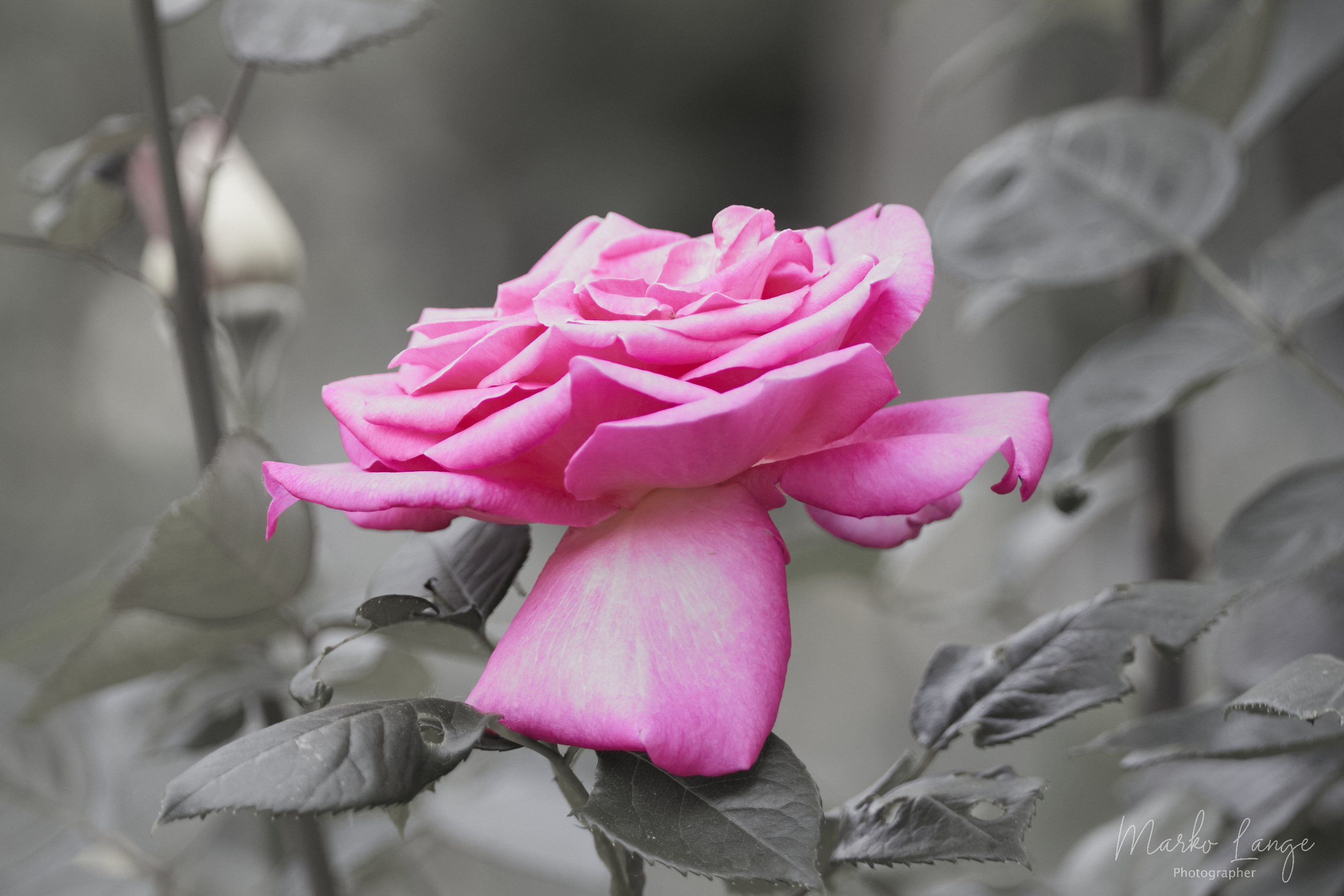 Rose